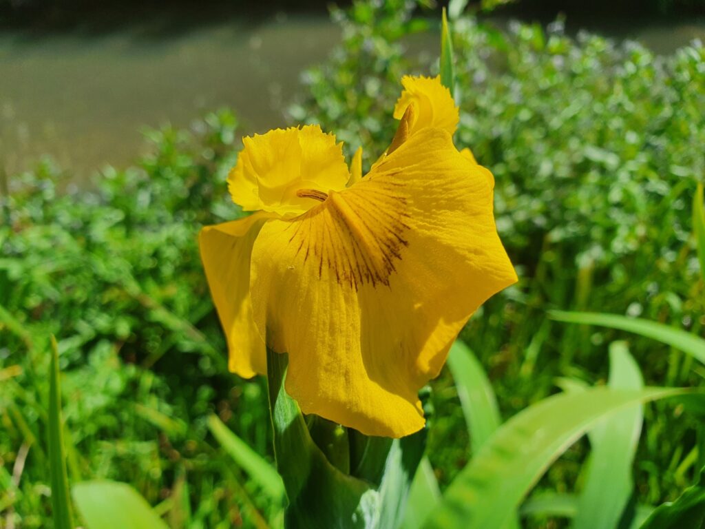Wasserschwertlilie Iris pseudacorus
