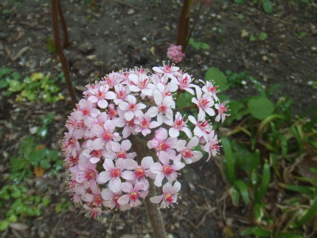 schildblatt Darmera peltata