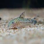 Corydoras knaacki