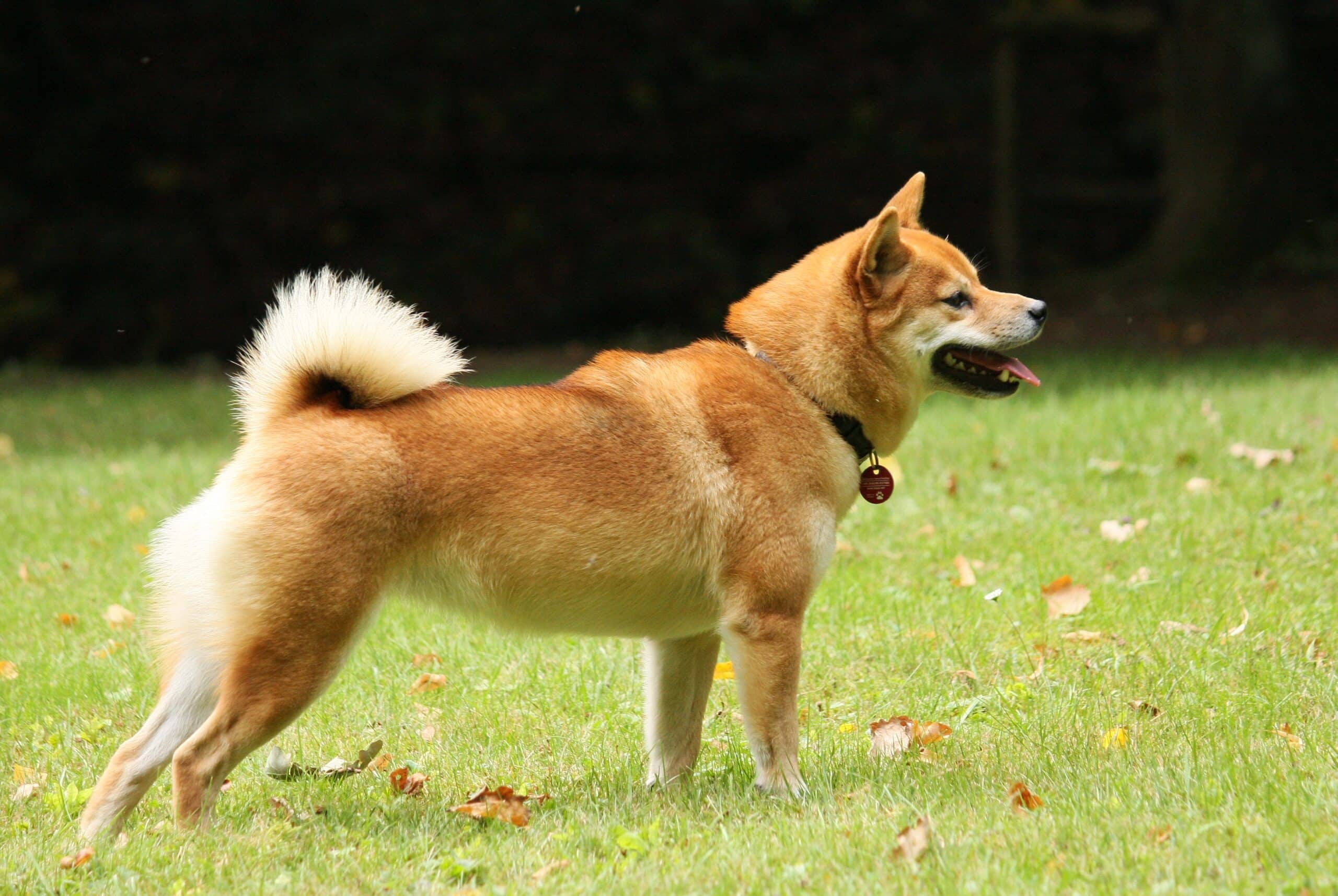 1Shiba_Inu_Kazumi