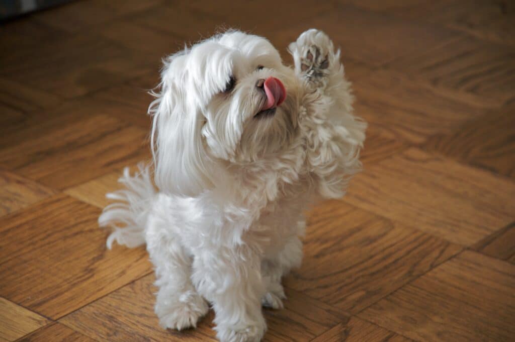 A_cute_Maltese_dog