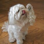 A_cute_Maltese_dog