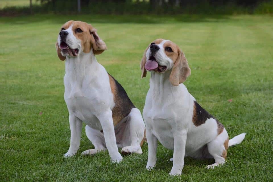 Beagle_Dogs