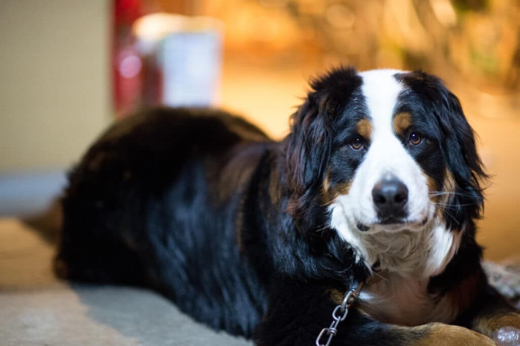 Bernese_Mountain_Dog_lying_down