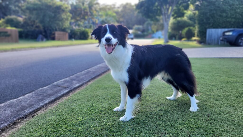 Border_Collie_Standing