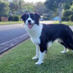 Border_Collie_Standing