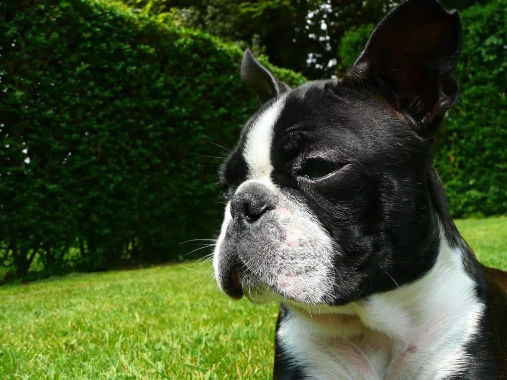 Boston_terrier010