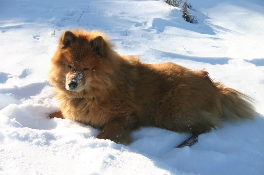 Eurasier_001