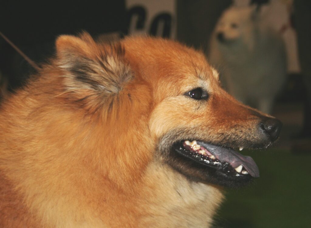 Eurasier_głowa_2009_pl2