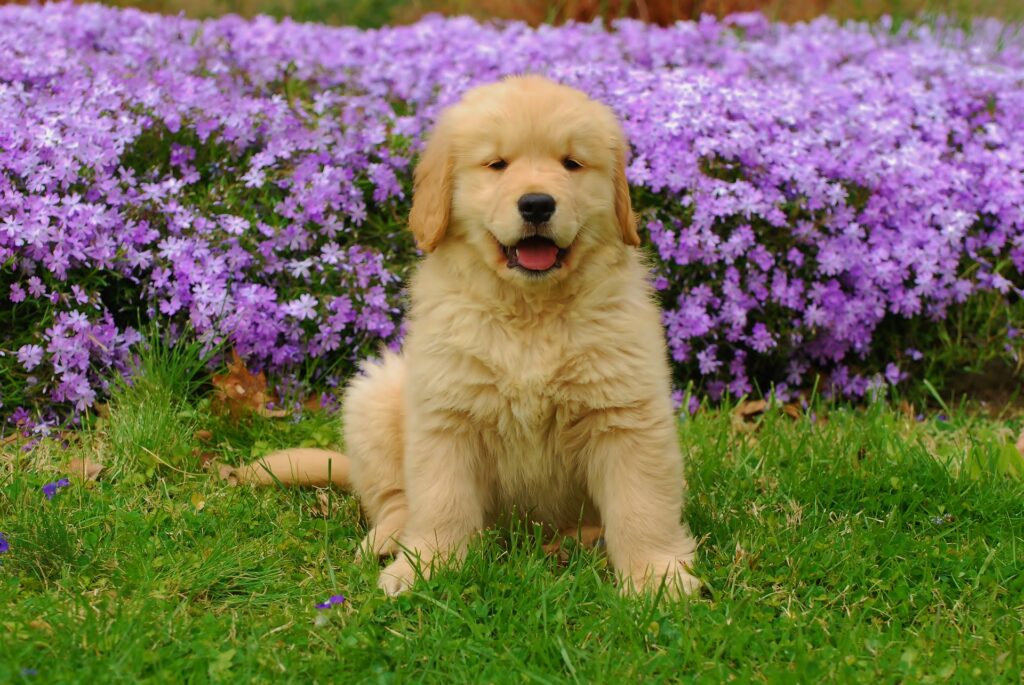 Golden-retriever-puppy