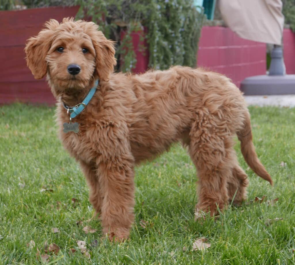 Golden_Doodle_Standing_