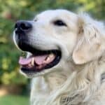 Golden_Retriever