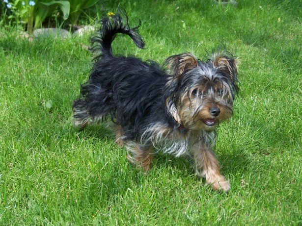 Holly_the_Yorkshire_Terrier