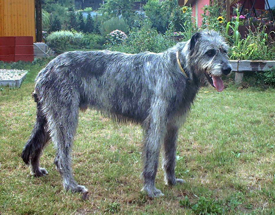 Irischer-wolfshund