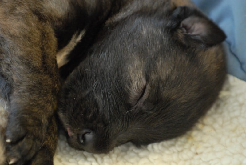 Irish_Wolfhound_Puppy_taking_a_nap