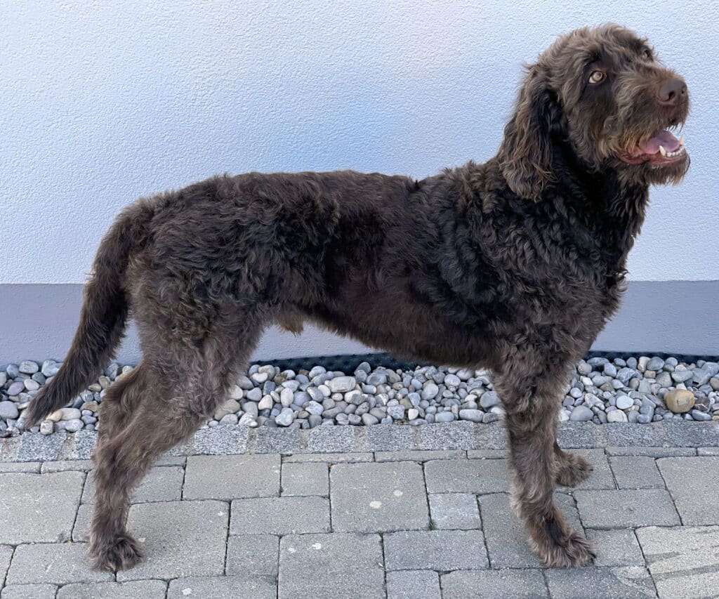 Labradoodle-Brown-Male-SideFace