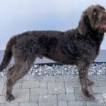 Labradoodle-Brown-Male-SideFace