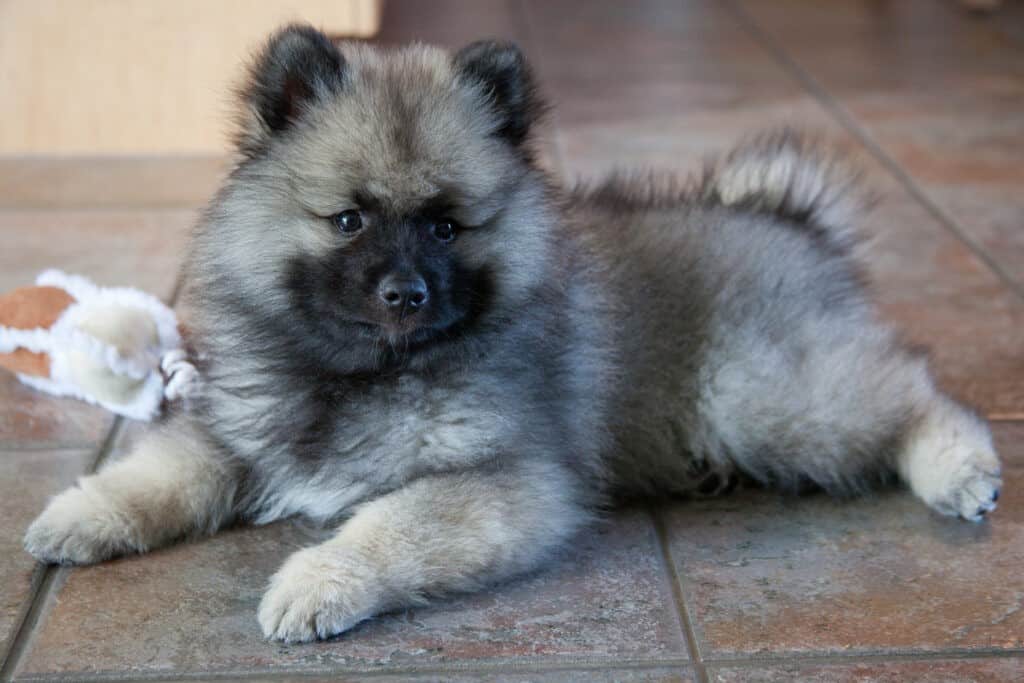 Little_Puppy_Keeshond