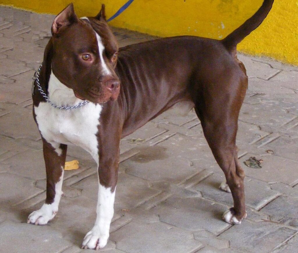 Pit_Bull_