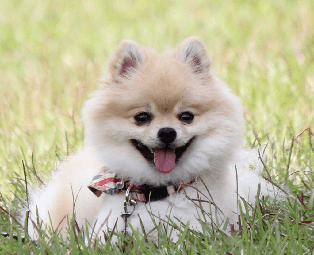 Pomeranian-tb