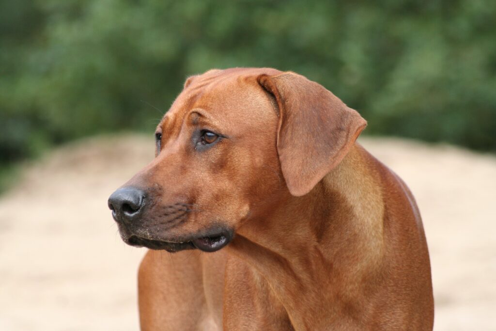 Rhodesian_ridgeback_head_study