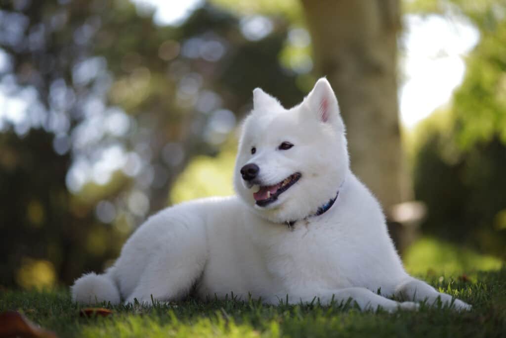 Samoyed