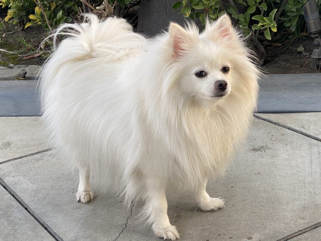 White_Pomeranian