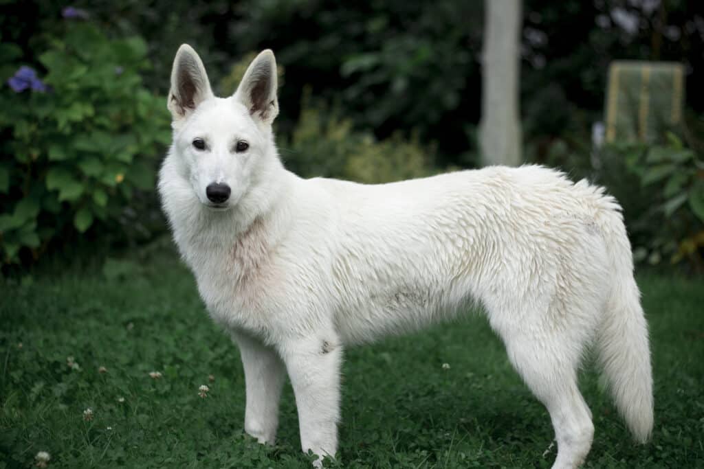 White_Shepherd_2