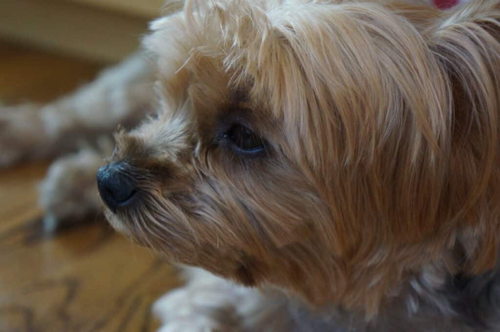 Yorkshire Terrier Yorkshire_Terrier_Dog_11_2013-09-15