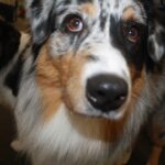 australian shepherd