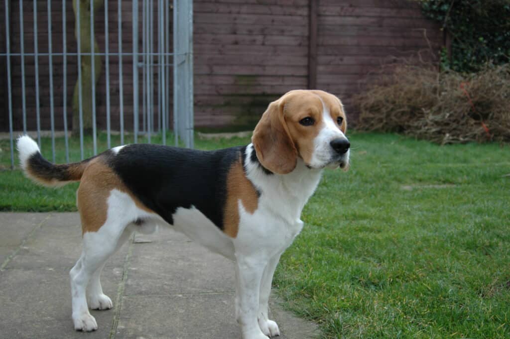 beagle