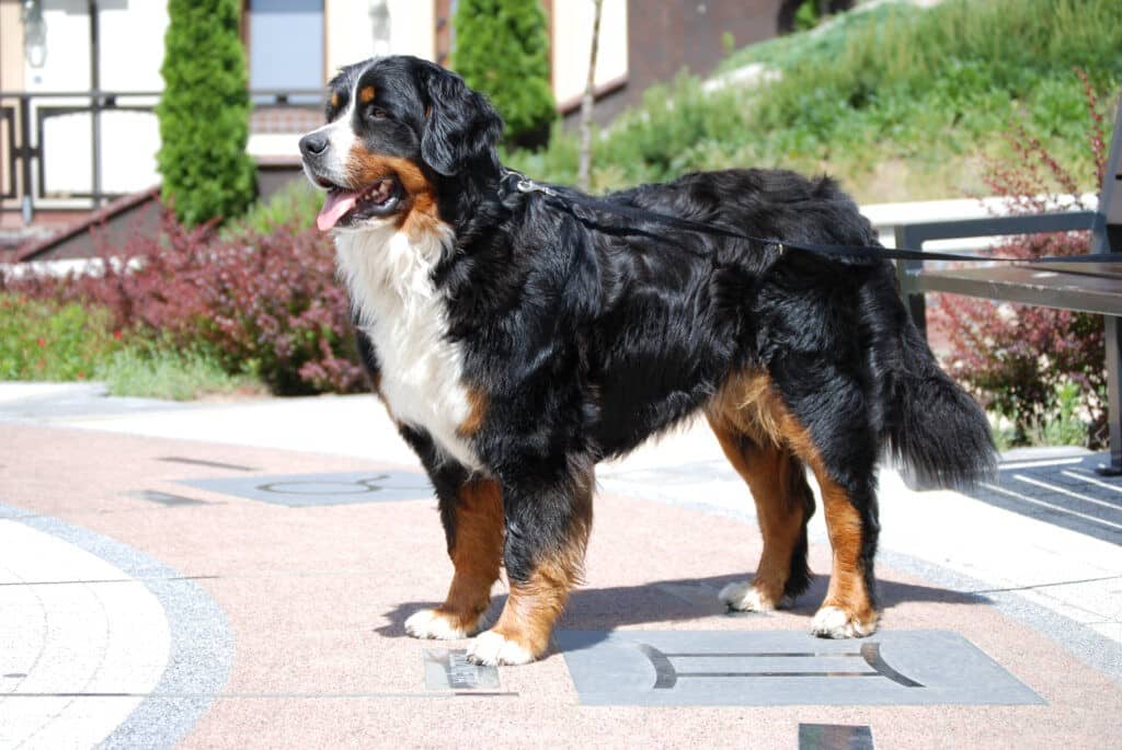 berner sennenhund