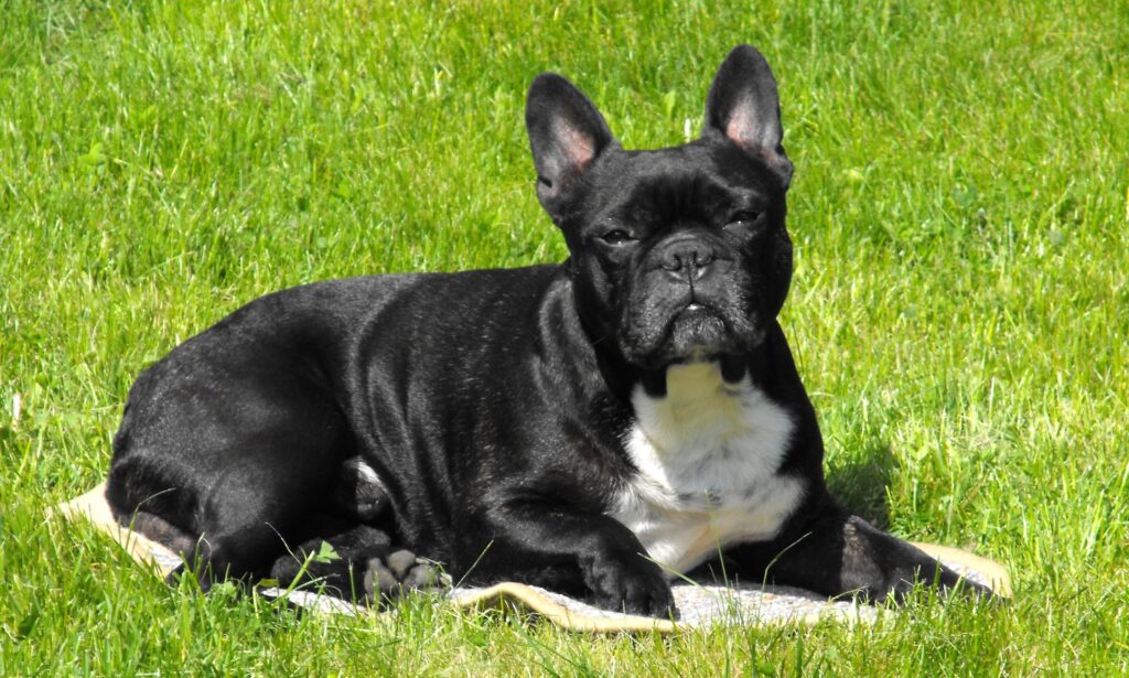 französische bulldogge