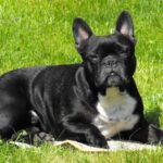 Französische Bulldogge