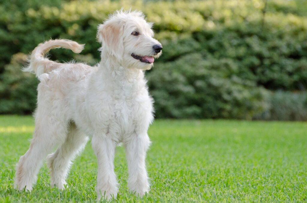 goldendoodle