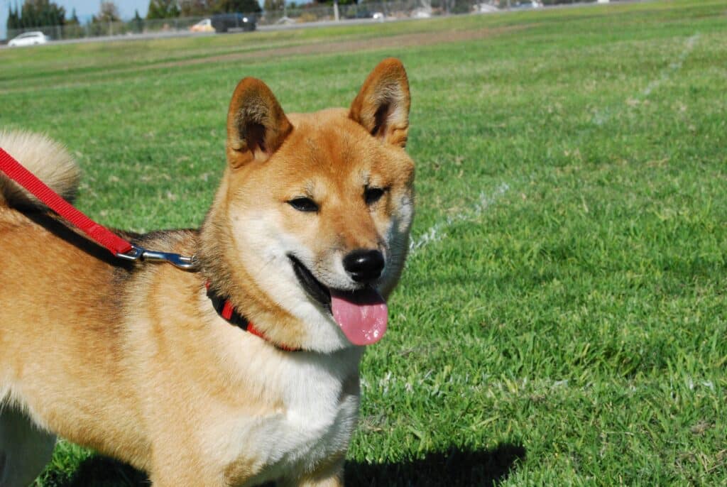 shiba inu