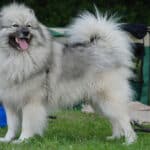 Wolfsspitz