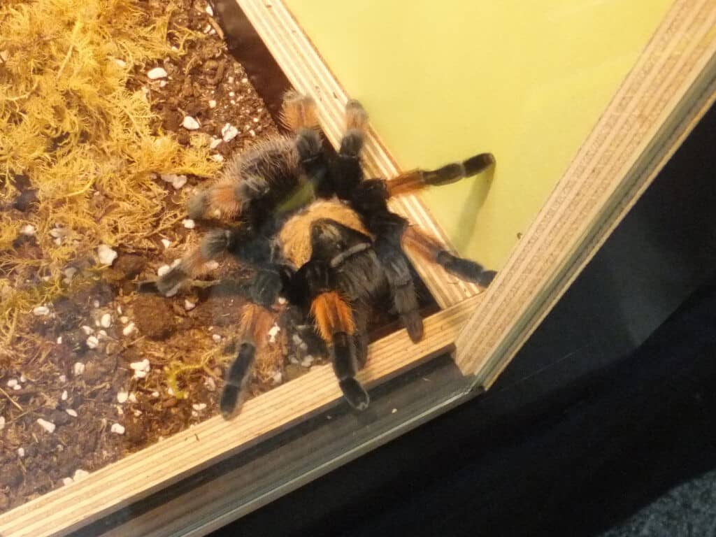 Brachypelma emilia