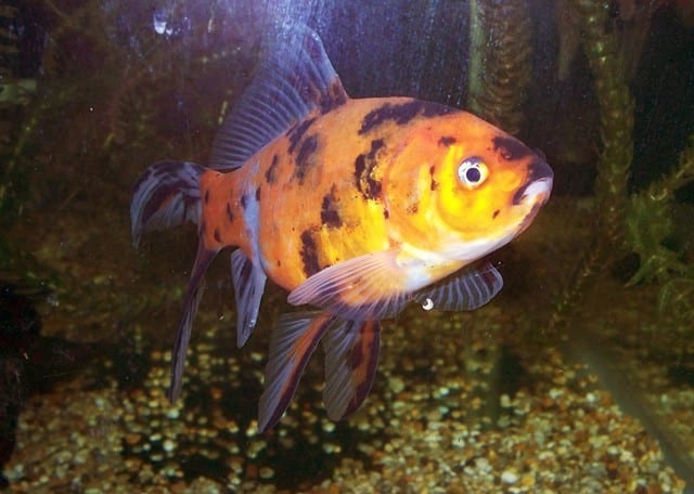 Carassius auratus