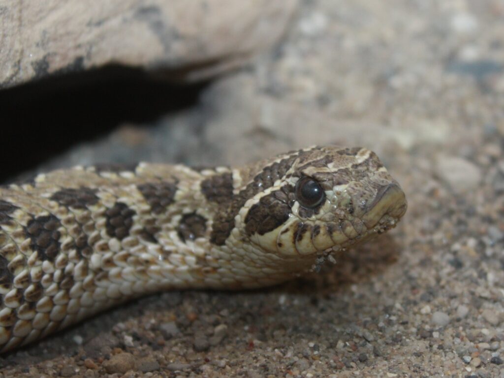 Heterodon nasicus