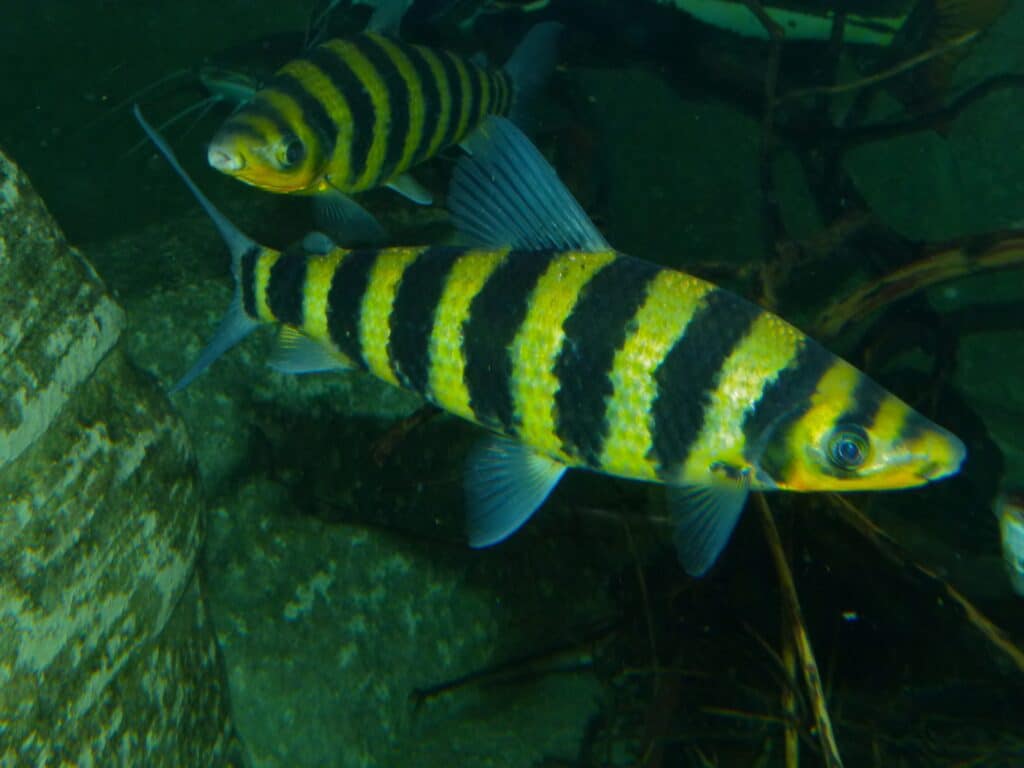 Leporinus fasciatus