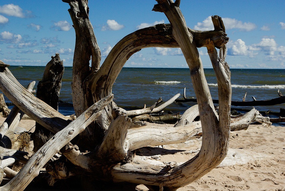 Driftwood