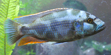 Adult_male_livingstonii