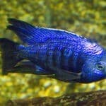 Copadichromis_azureus