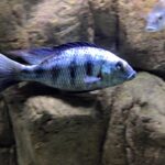 Fossorochromis rostratus