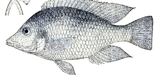 Hemitilapia-oxyrhynchus