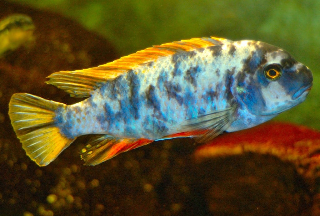 Labeotropheus_fuelleborni_01