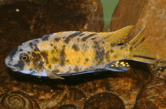 Labeotropheus_fuelleborni_crop