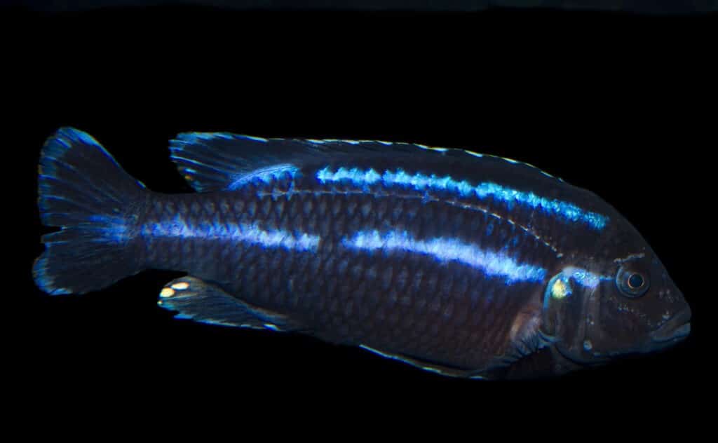 Melanochromis loriae