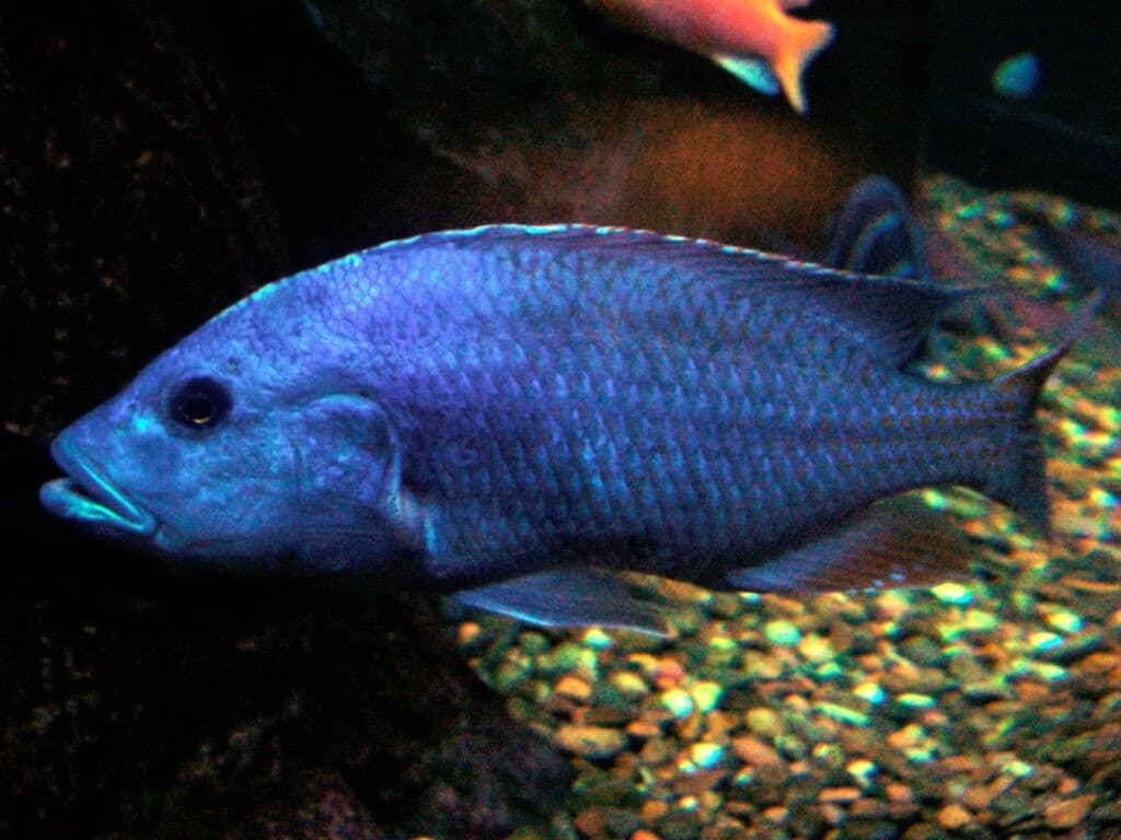 Nimbochromis_Fuscotaeniatus